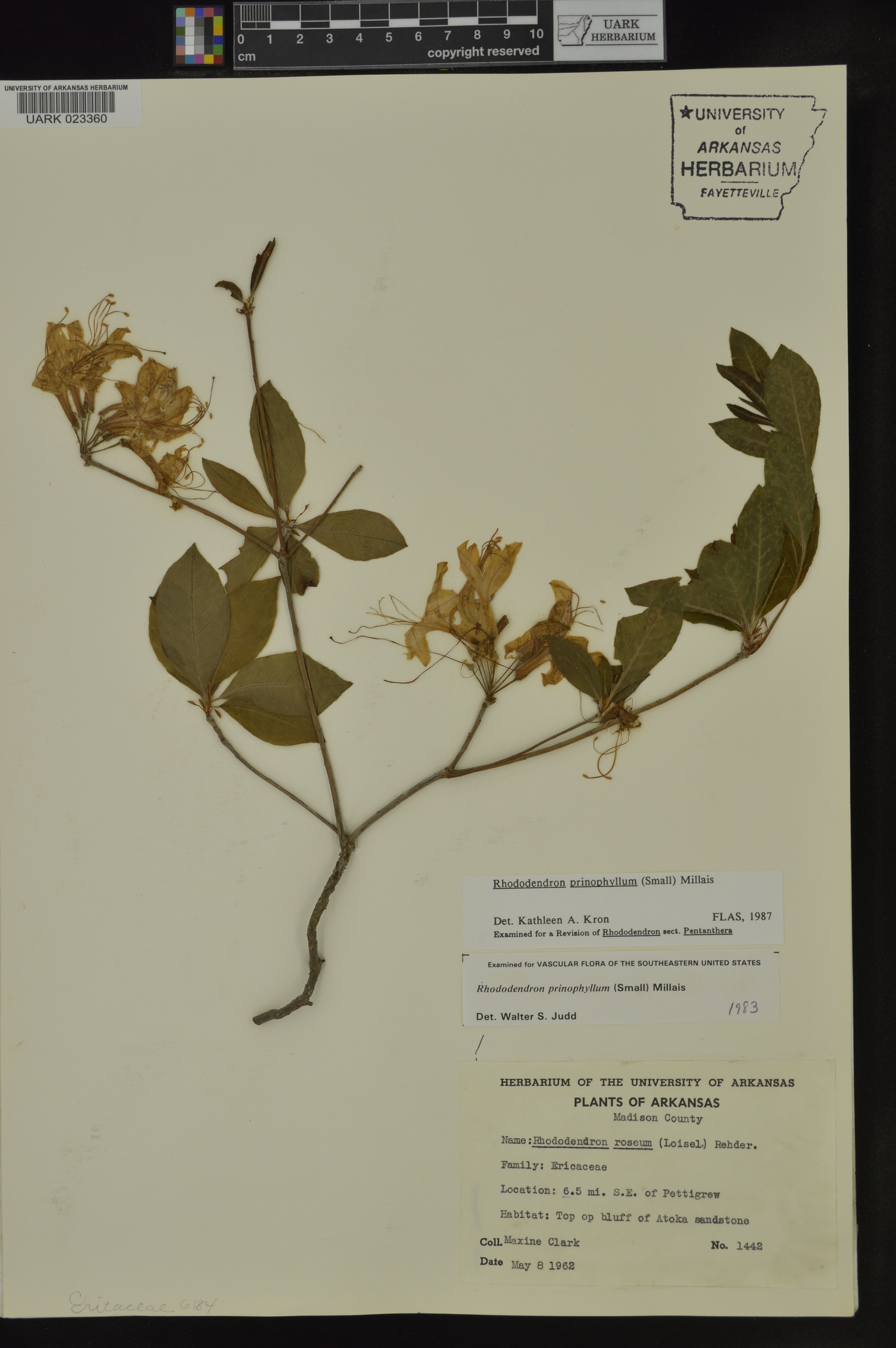 Rhododendron prinophyllum image