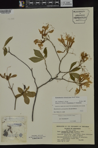 Rhododendron prinophyllum image