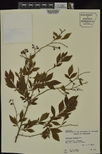 Vaccinium virgatum image