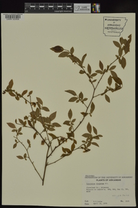 Vaccinium virgatum image