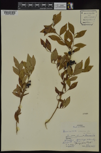 Vaccinium virgatum image