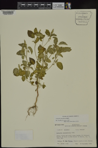 Acalypha ostryifolia image