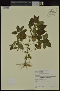 Acalypha ostryifolia image