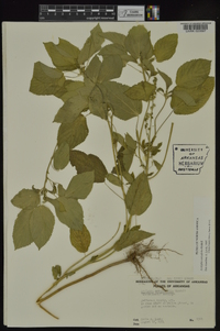 Acalypha ostryifolia image