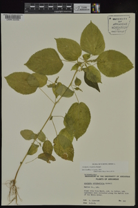 Acalypha ostryifolia image