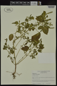 Acalypha ostryifolia image