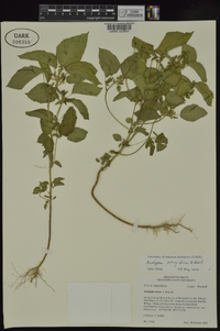 Acalypha ostryifolia image