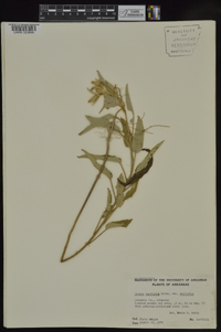 Croton capitatus var. capitatus image
