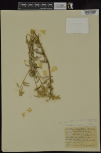 Croton capitatus image