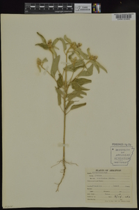 Croton capitatus image