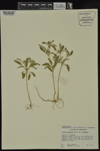 Croton capitatus image