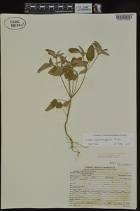 Croton monanthogynus image