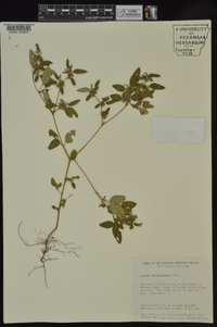 Croton monanthogynus image