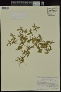 Croton monanthogynus image