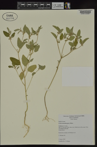 Croton monanthogynus image