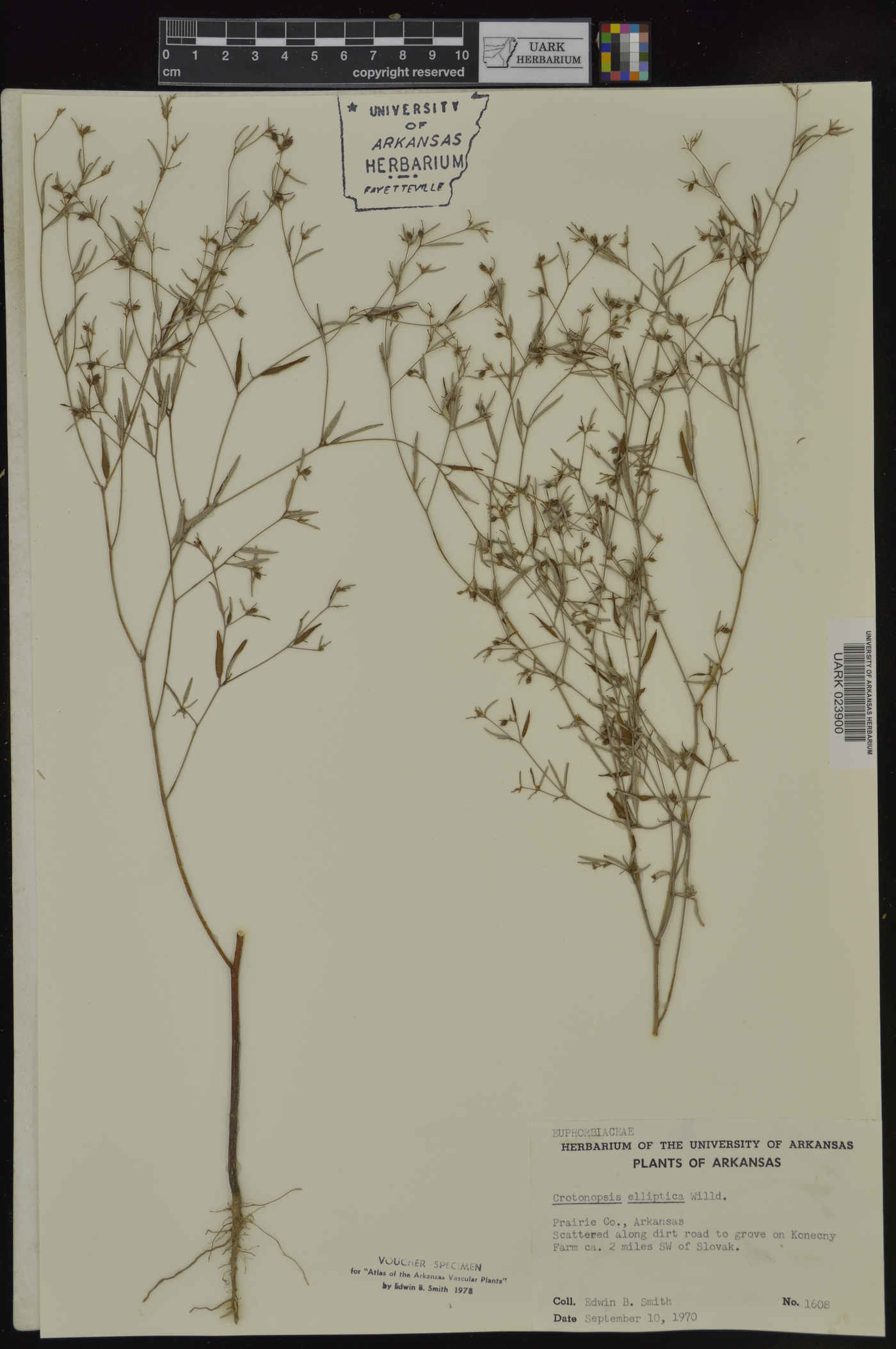 Croton michauxii image
