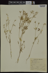 Croton michauxii image