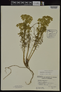 Euphorbia cyparissias image