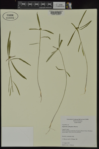 Euphorbia cyathophora image