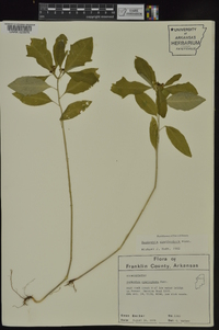 Euphorbia cyathophora image