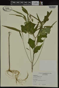 Euphorbia cyathophora image