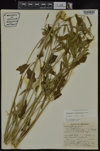 Euphorbia cyathophora image