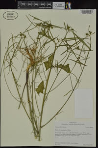 Euphorbia cyathophora image