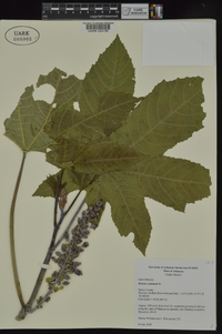 Ricinus communis image