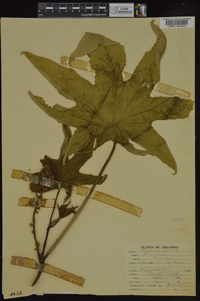 Ricinus communis image