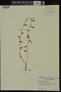 Tragia betonicifolia image