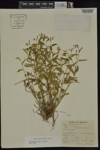 Tragia betonicifolia image