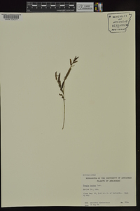 Tragia ramosa image