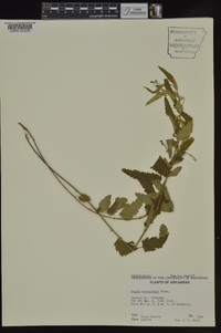 Tragia urticifolia image