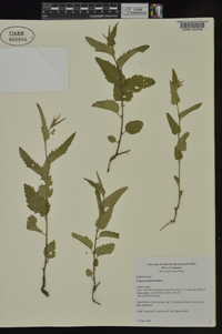 Tragia urticifolia image