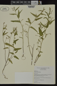 Tragia urticifolia image