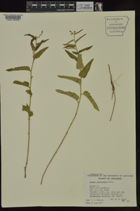 Tragia urticifolia image