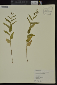 Tragia urticifolia image