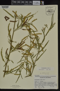 Aeschynomene indica image