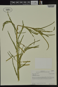 Aeschynomene indica image