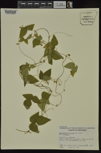 Amphicarpaea bracteata var. bracteata image