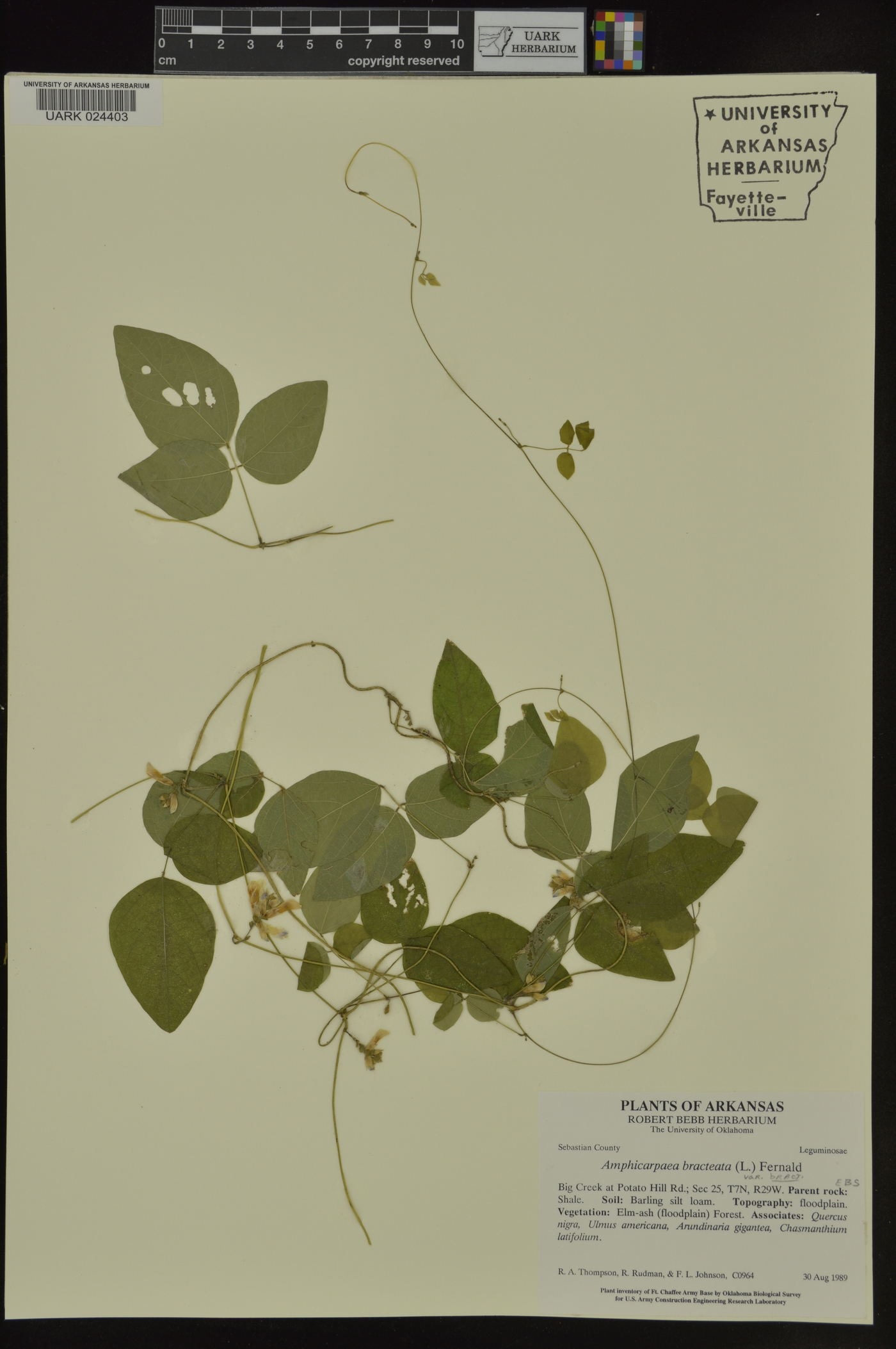 Amphicarpaea bracteata subsp. bracteata image
