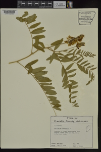 Astragalus canadensis image