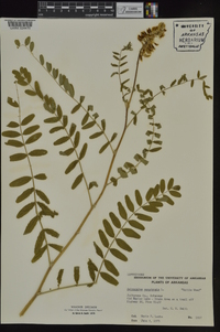 Astragalus canadensis image