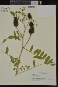 Astragalus canadensis image