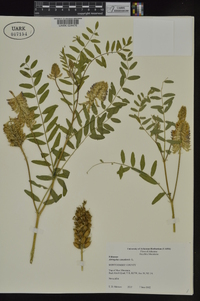 Astragalus canadensis image