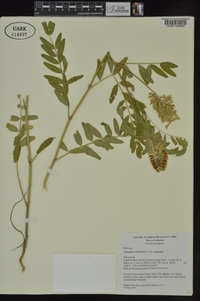 Astragalus canadensis var. canadensis image