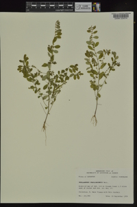 Phyllanthus caroliniensis subsp. caroliniensis image