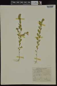 Phyllanthus caroliniensis image