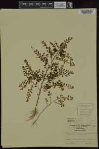 Phyllanthus caroliniensis image