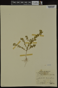 Phyllanthus caroliniensis subsp. caroliniensis image